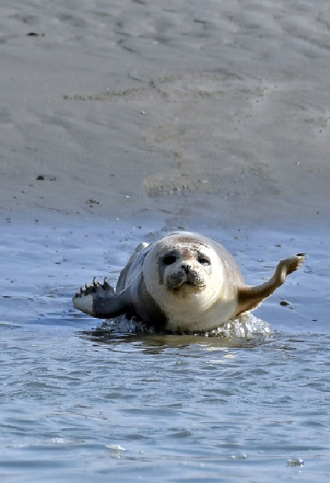 Comment Et Où Voir Les Phoques En Baie De Somme ? - Vacances En Baie De ...