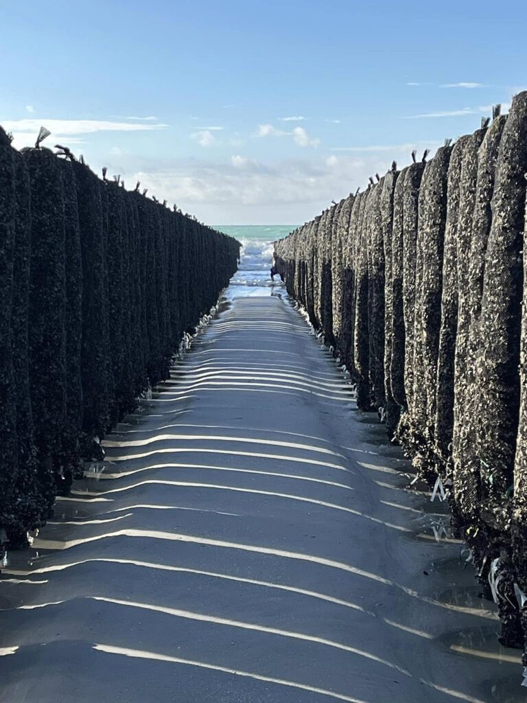 Moules de Bouchot à Fort Mahon